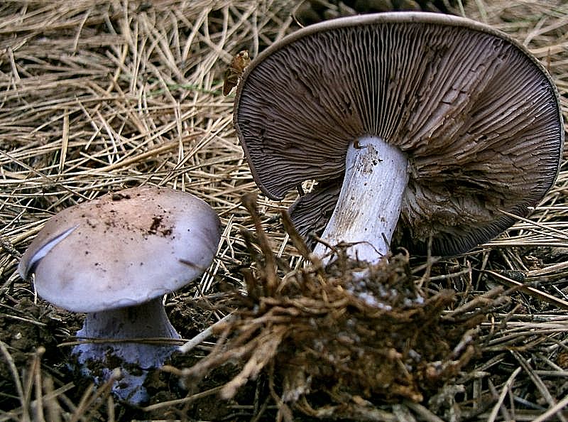 I Miei Funghi 3�